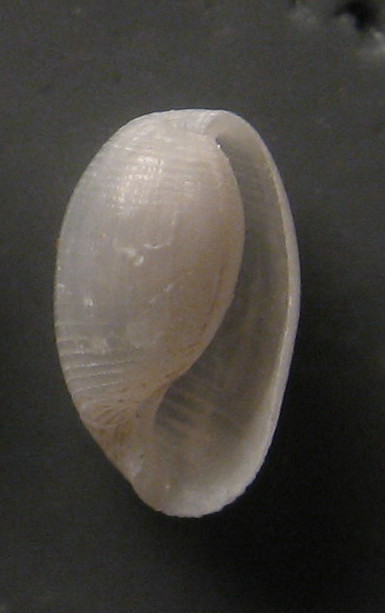 Roxania utriculus